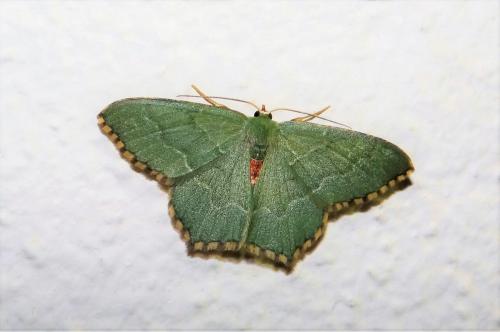 Réf. 285 448 : Hemithea aestivaria